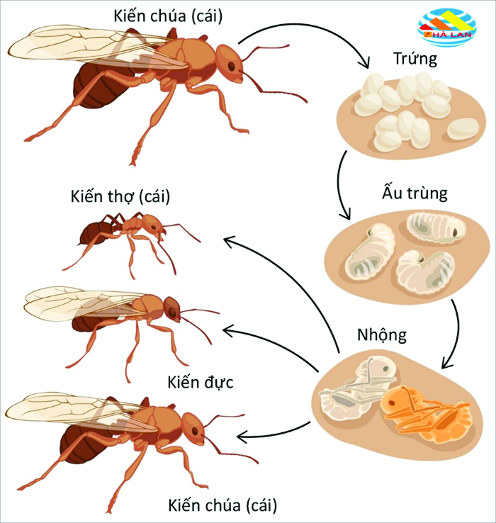 vòng dời của kiến