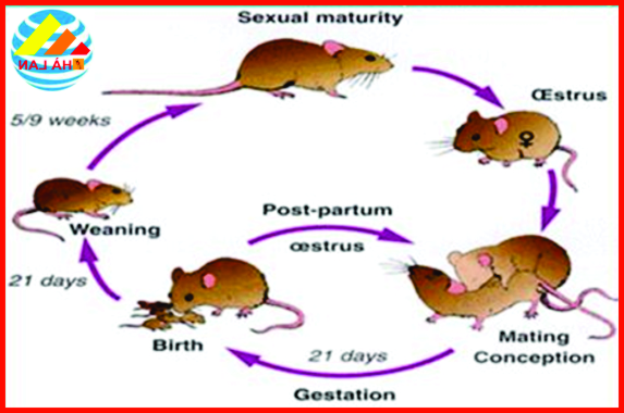 vòng đời của chuột