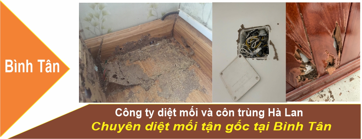 Dịch Vụ Diệt Mối tại Quận Bình Tân