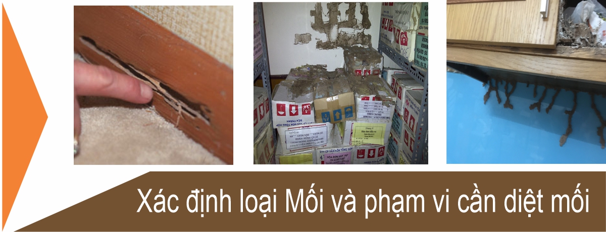 Dịch Vụ Diệt Mối tại Tân Bình