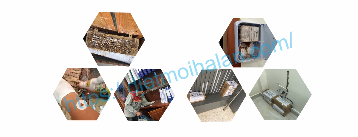 dịch vụ diệt mối - bảo vệ ngôi nhà của bạn