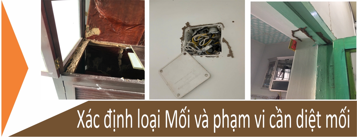 xác định loại mối và phạm vi cần diệt mối tại quận 10
