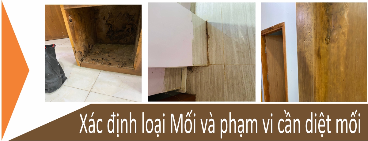 xác định loại mối và phạm vi cần diệt mối tại quận 3