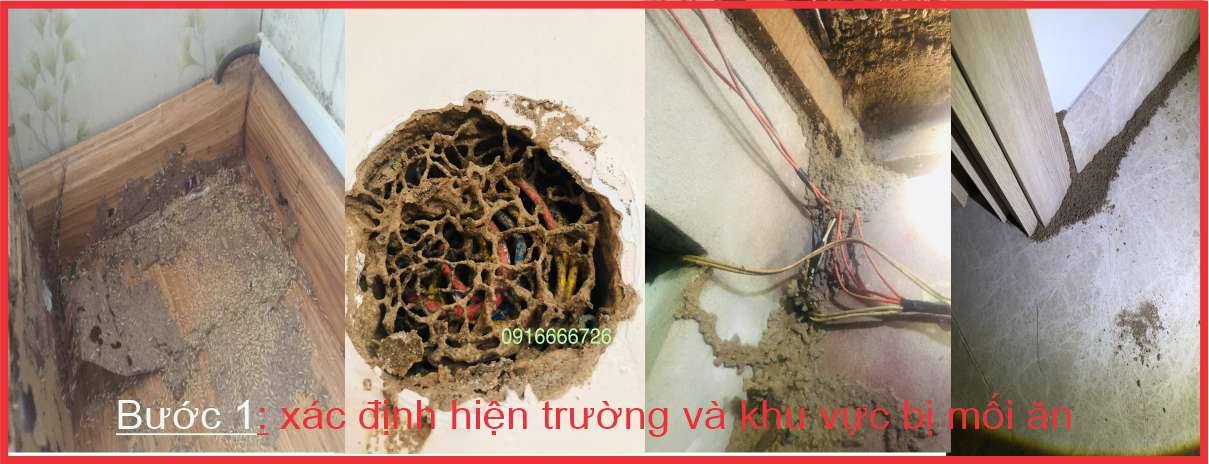 phương pháp diệt mối