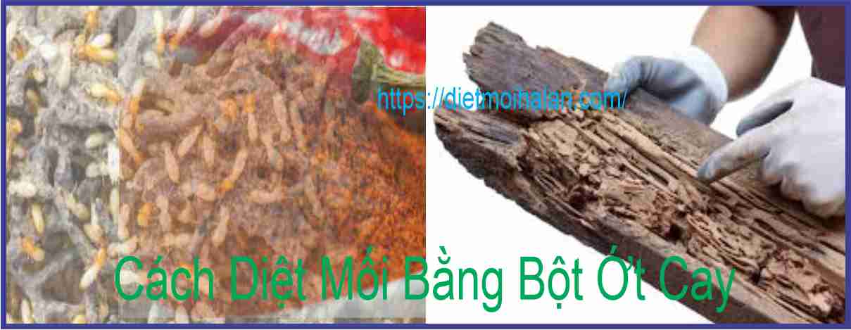Cách Diệt Mối Bằng Bột Ớt Cay