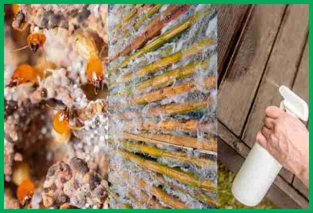 How to Kill Termites with Granular Salt