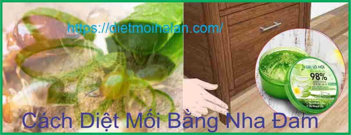 Cách Diệt Mối Bằng Nha Đam