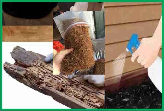 Kill termites with tobacco