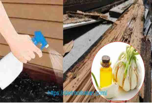 Kill termites with garlic oil