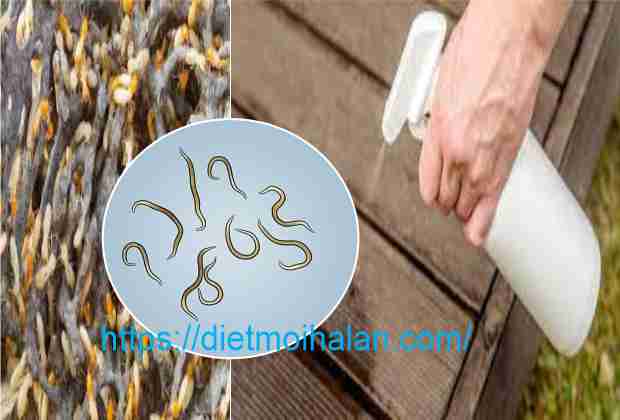 Kill Termite With Nematodes