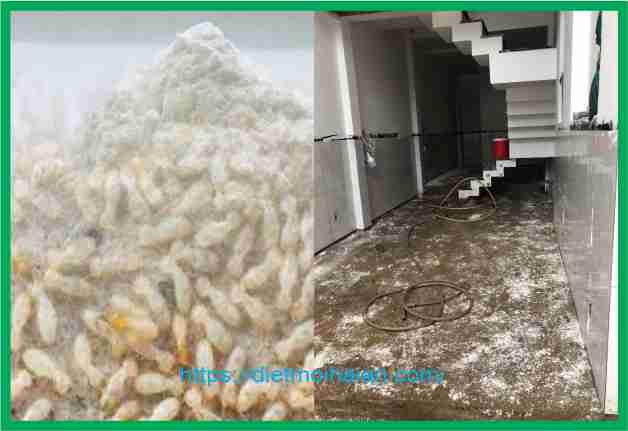 Kill termites with lime