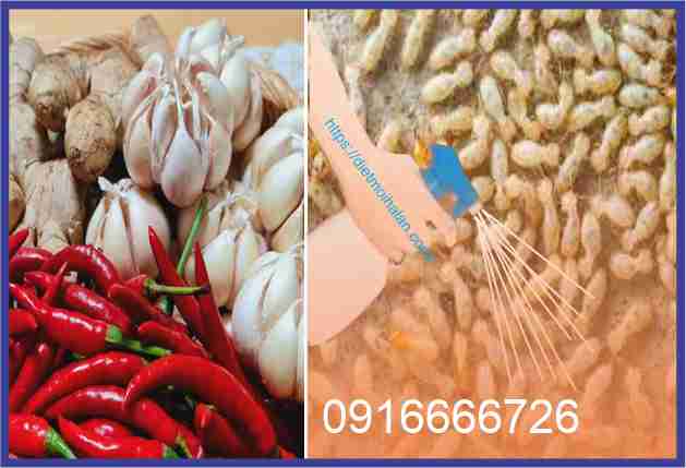 Kill termites with garlic, chili and ginger