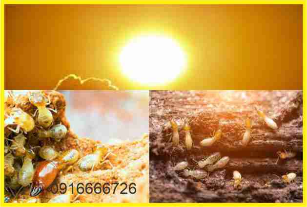 Kill Termite by Sun Exposure