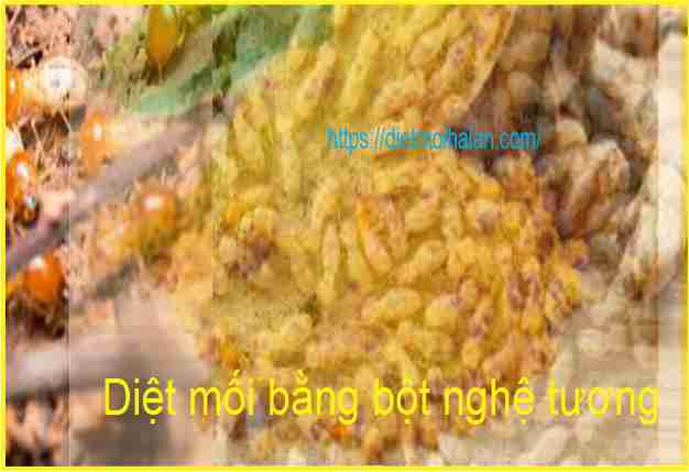 Kill termites with turmeric powder