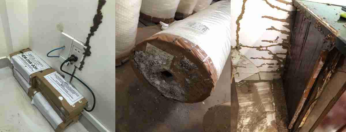 Những vị trí nào thường bị mối phá hoại?