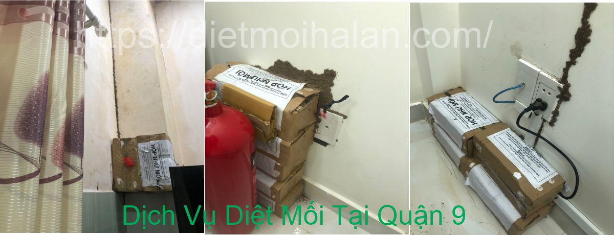Dịch Vụ Diệt Mối Tại Quận 9