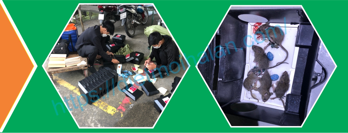 dịch vụ diệt chuột chuyên nghiệp tại TPHCM 