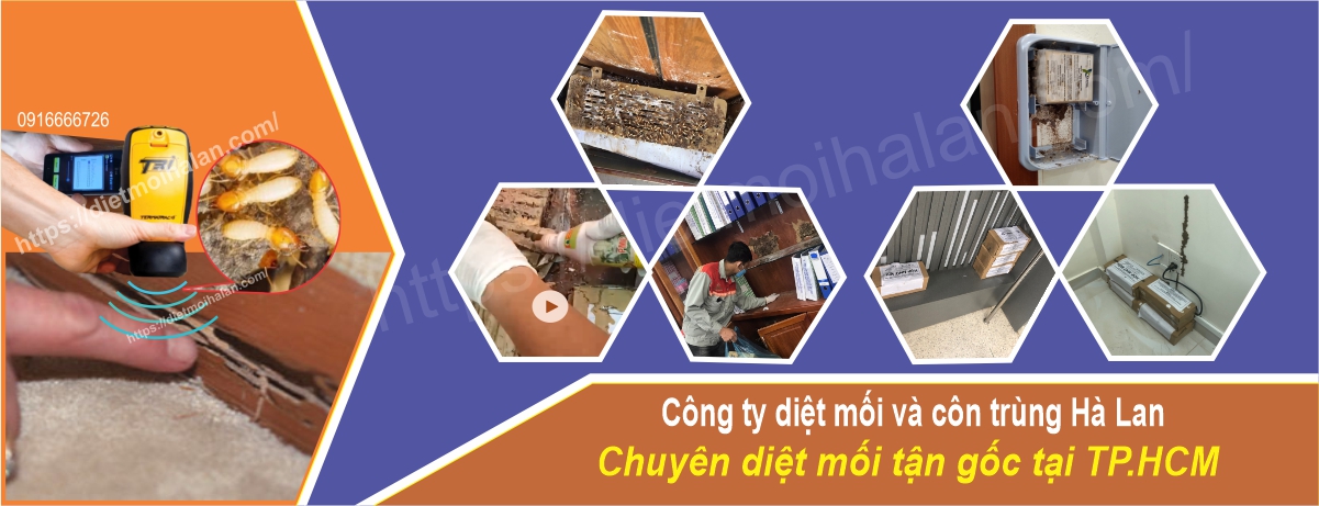 Dịch vụ diệt mối tận gốc – An toàn và hiệu quả